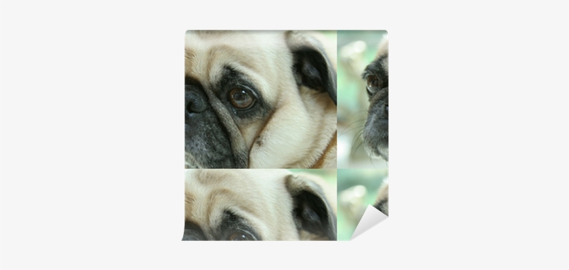 Pug, transparent png download