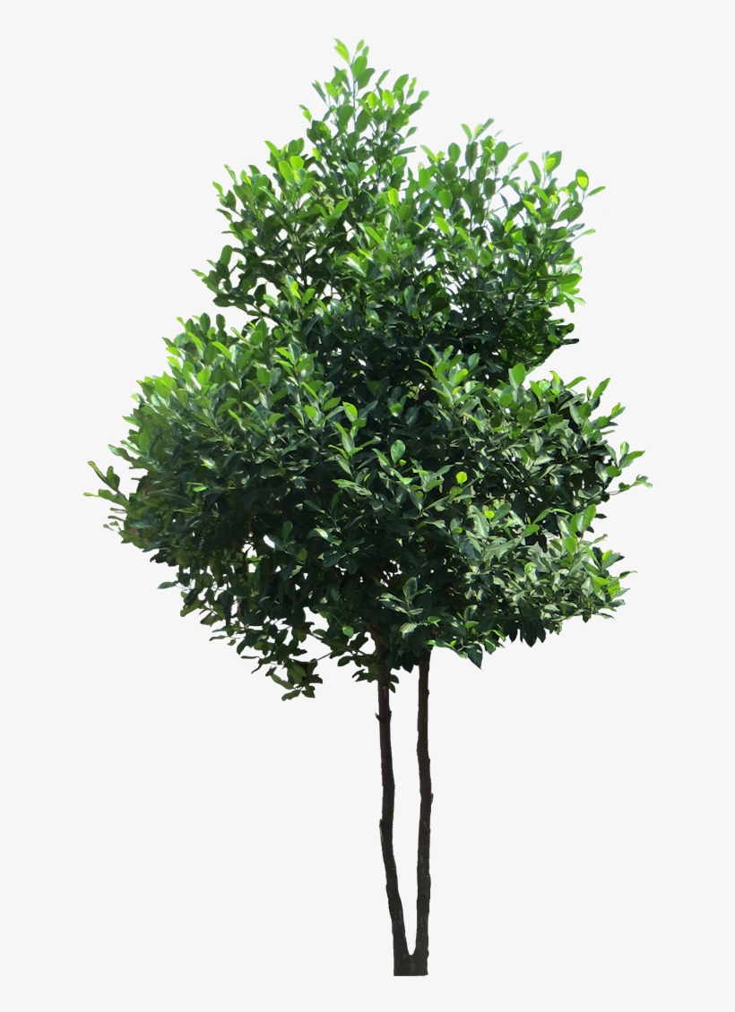 Artocarpus Heterophyllusl Evergreen Trees, Trees And - Tree Transparent, transparent png download