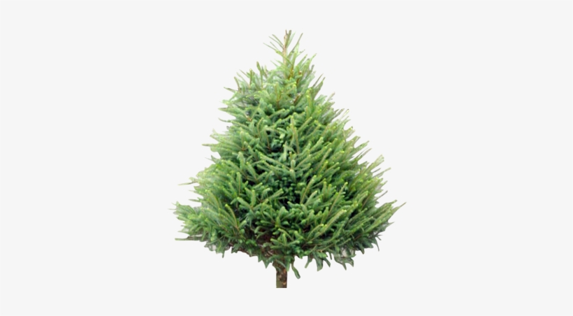Wholesale Christmas Supplier Welsh - Pino Del Caucaso, transparent png download