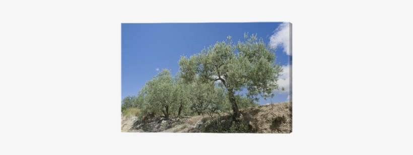 Birch, transparent png download