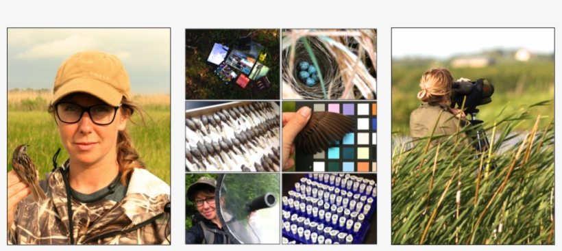 Petra Is Currently A Phd Candidate In Ecology And Evolutionary - Collage, transparent png download