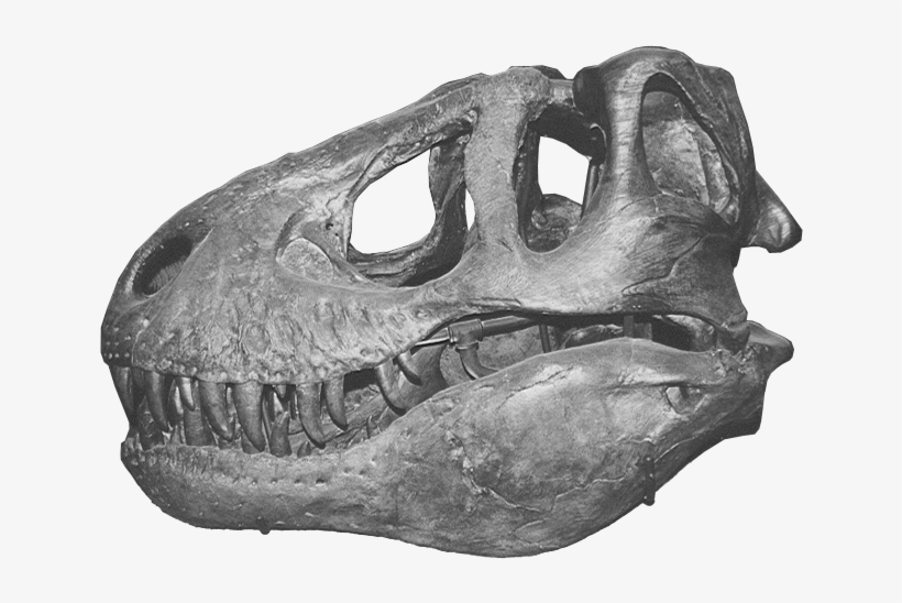 Trex Skull1 - Tyrannosaurus, transparent png download