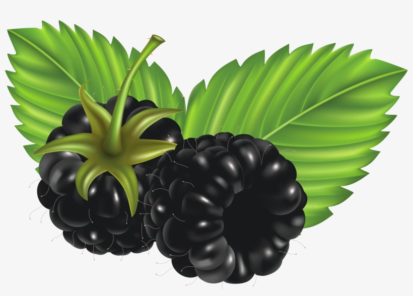 Free Blackberry Clipart, transparent png download