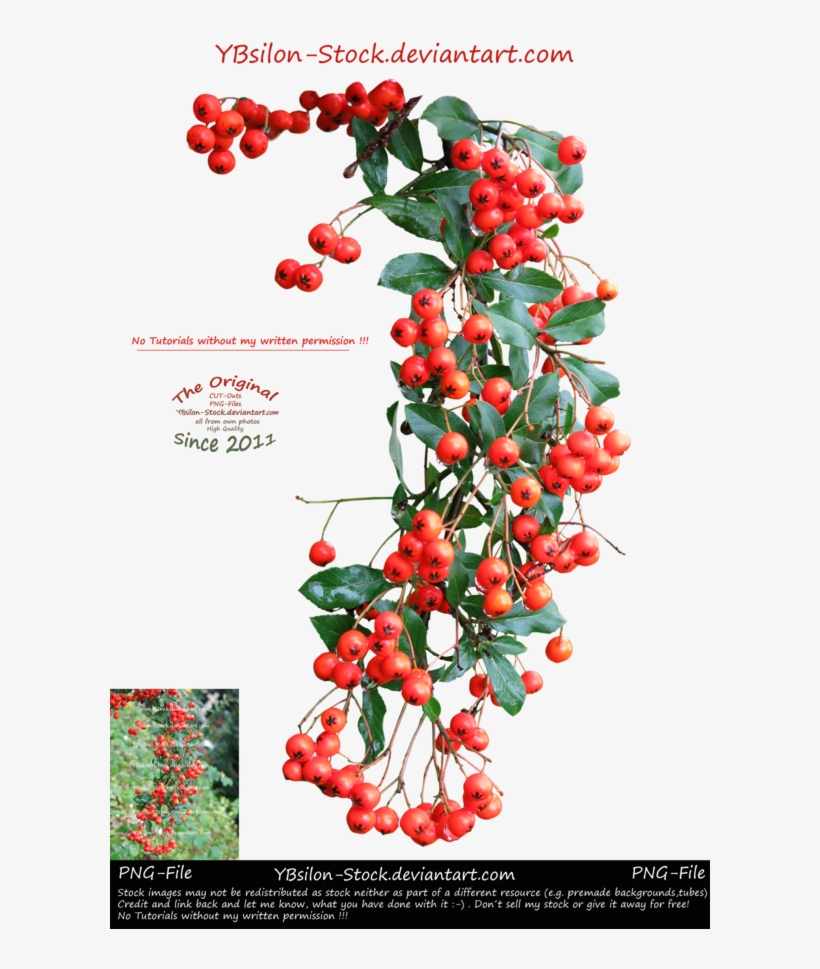 Branch With Red Berries And Green Leaves By Ybsilon-stock - Green, transparent png download