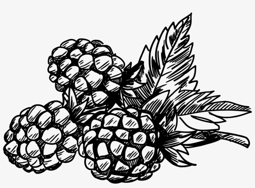 White Blackberry Raspberry Bramble - Berries Black And White, transparent png download