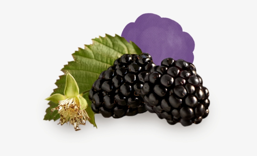 Blackberries - Fruits Black Berry In Turkey, transparent png download