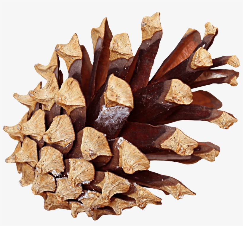 Download - Pinecone Png, transparent png download