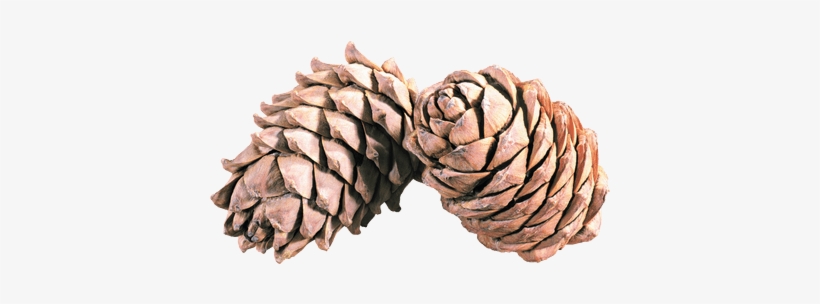 Pine Cone Duo - Pine Cones Png, transparent png download