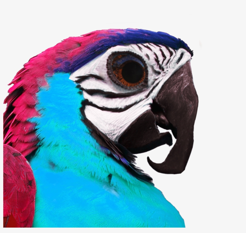 Umphsothegreater Birb Profile - Macaw, transparent png download