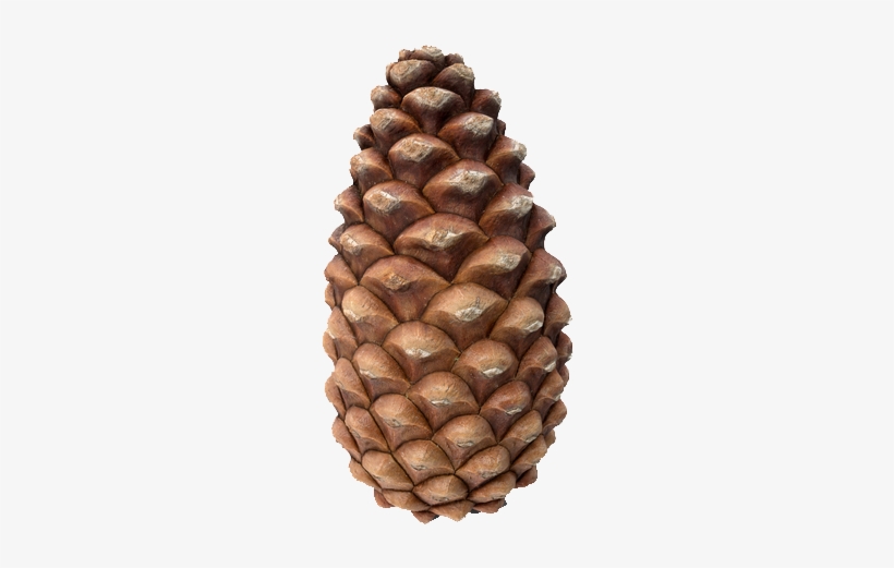 Pine Cone Transparent Background - Conifer Cone, transparent png download