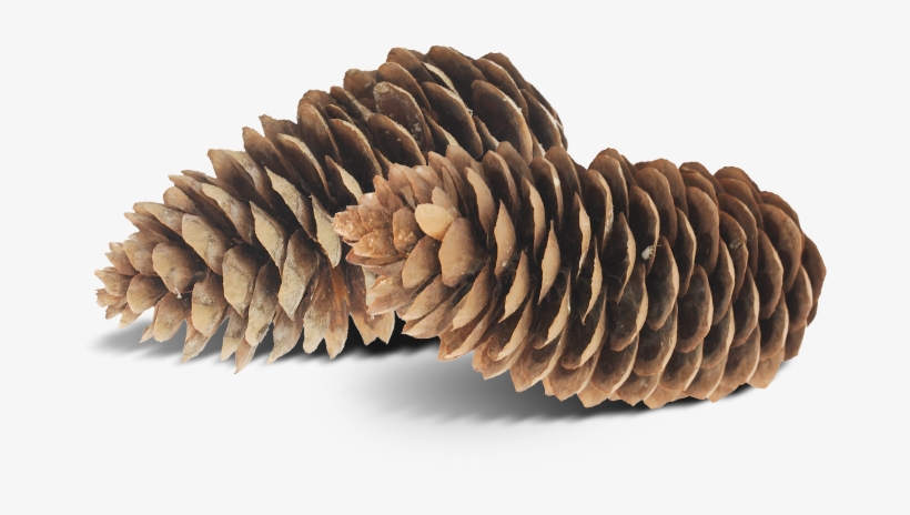 Pinecone - Evergreen, transparent png download