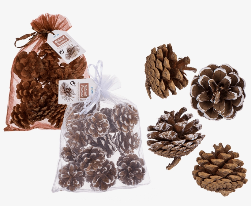Conifer Cone, transparent png download