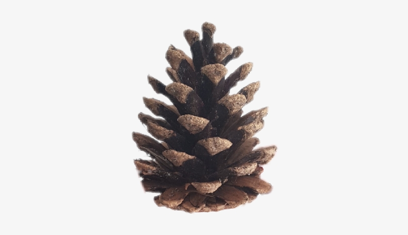 Report Abuse - Conifer Cone, transparent png download