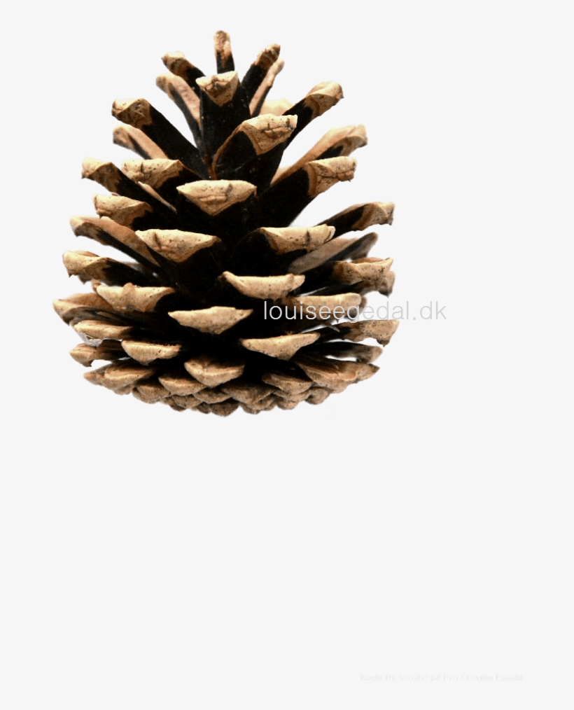 Unique Images Of Images Of Pine Cones - Piña De Pino Png, transparent png download