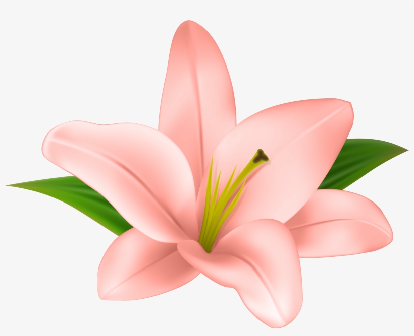Cliparts Stargazer Lilly - Flower Clipart Transparent, transparent png download