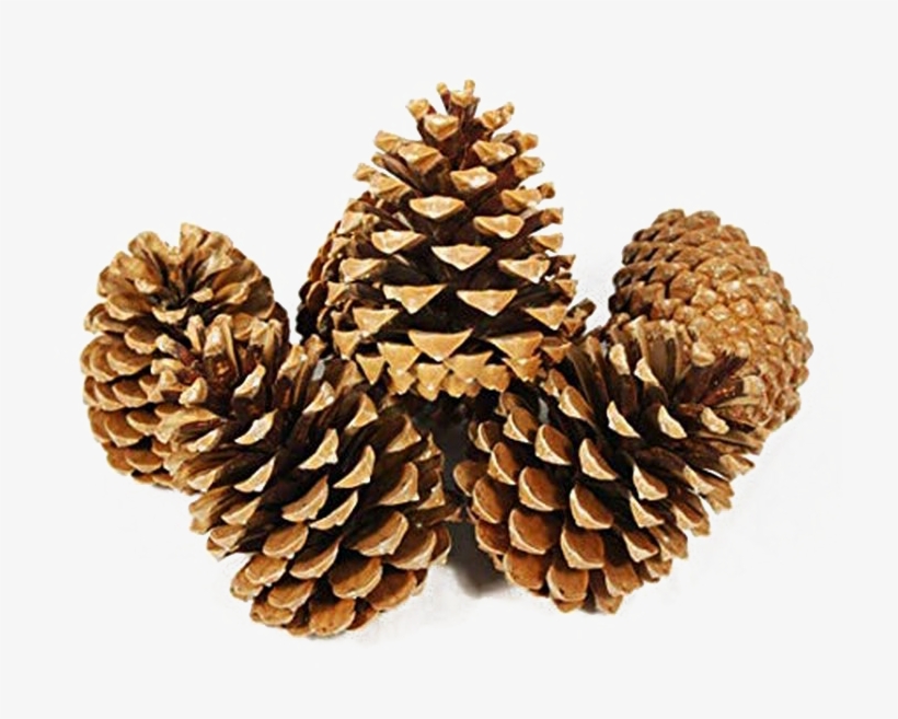 Pine Cone Png Image - Pine Cones Large X 25, transparent png download