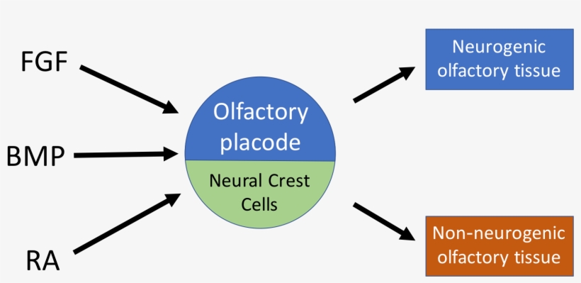 Wikipedia Project Fig Upload - Olfactory Epithelium, transparent png download