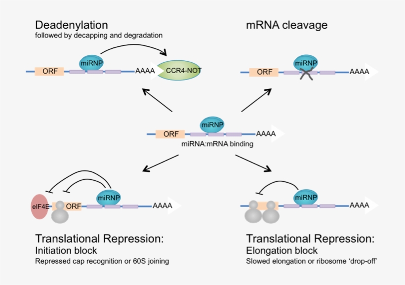Mode Mir Action Fig - Diagram, transparent png download