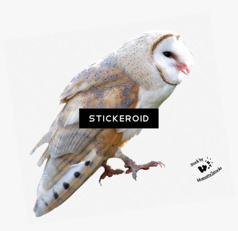 Barn Owl Birds - Owl, transparent png download