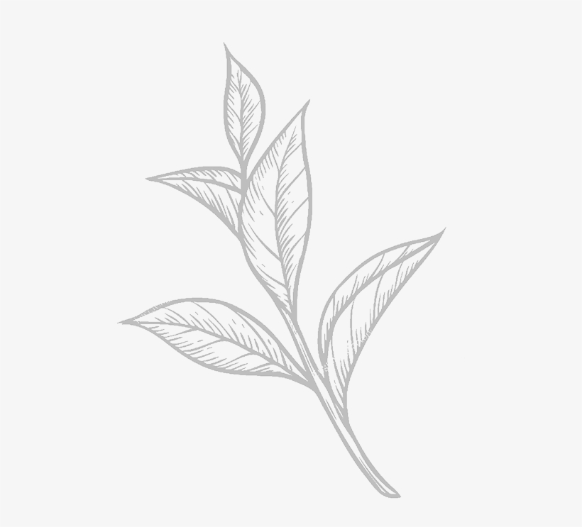 Withania Somnifera Sketch, transparent png download