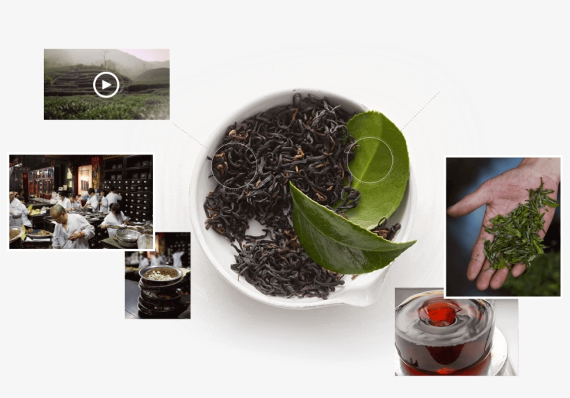 Fresh Tea Leaves Png Download - Nilgiri Tea, transparent png download