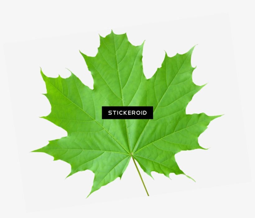 Green Leaves Nature - Leaf Recognition Using Image Processing, transparent png download