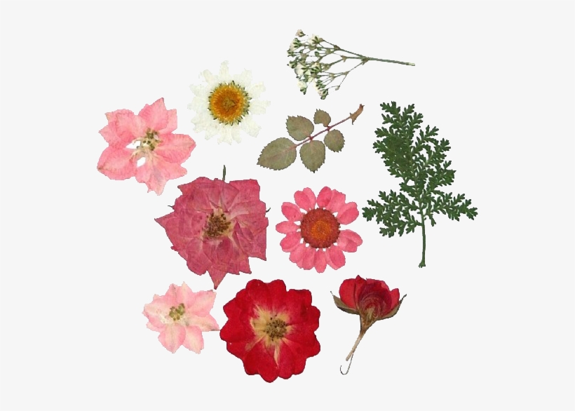 481 Images About Collage On We Heart It - Dried Pressed Flowers Png, transparent png download