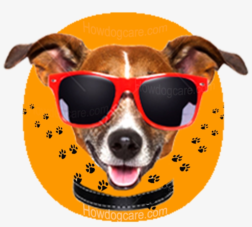 Dogs With Sunglasses - Ok Dog, transparent png download