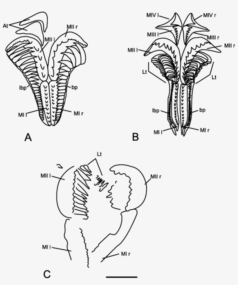 Xanioprionid Maxillary Apparatuses, Showing The Arrangement - Sketch, transparent png download
