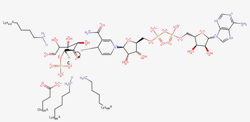 Evidence From Crystallographic Data Suggests The Phosphate-mono - Ink, transparent png download