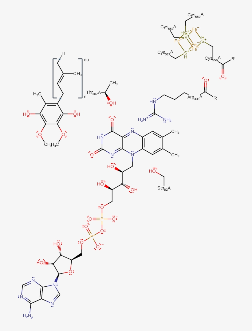 The Reduced Electron Transfer Flavoprotein Delivers Diagram PNG Image