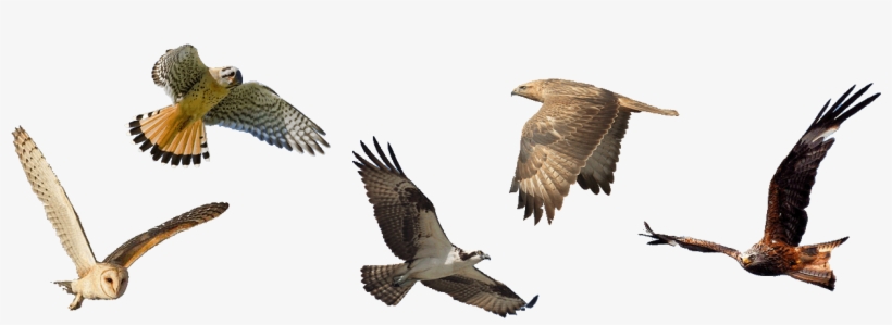 For Bird Friendly Living - Red-tailed Hawk, transparent png download
