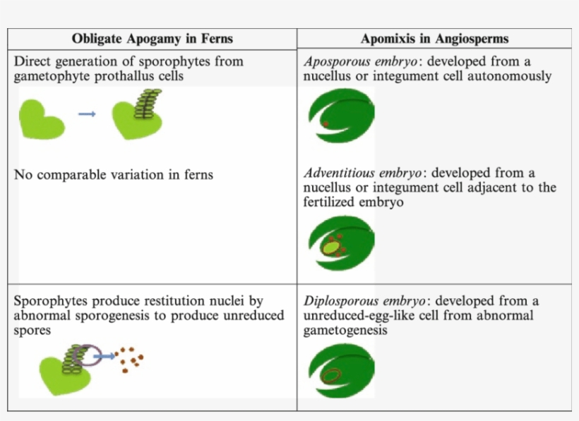 2 Comparison Of Apogamy In Ferns With Apomixis In Angiosperms - Apomixis, transparent png download