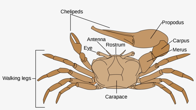 Open - Fiddler Crab Anatomy, transparent png download
