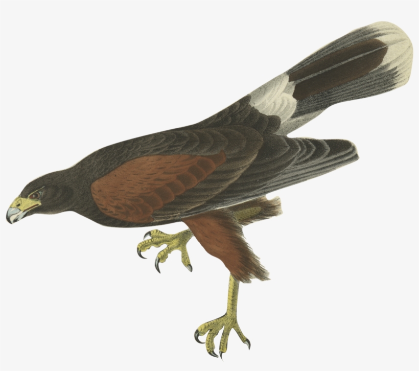 Free Red In The Air - John James Audubon, transparent png download
