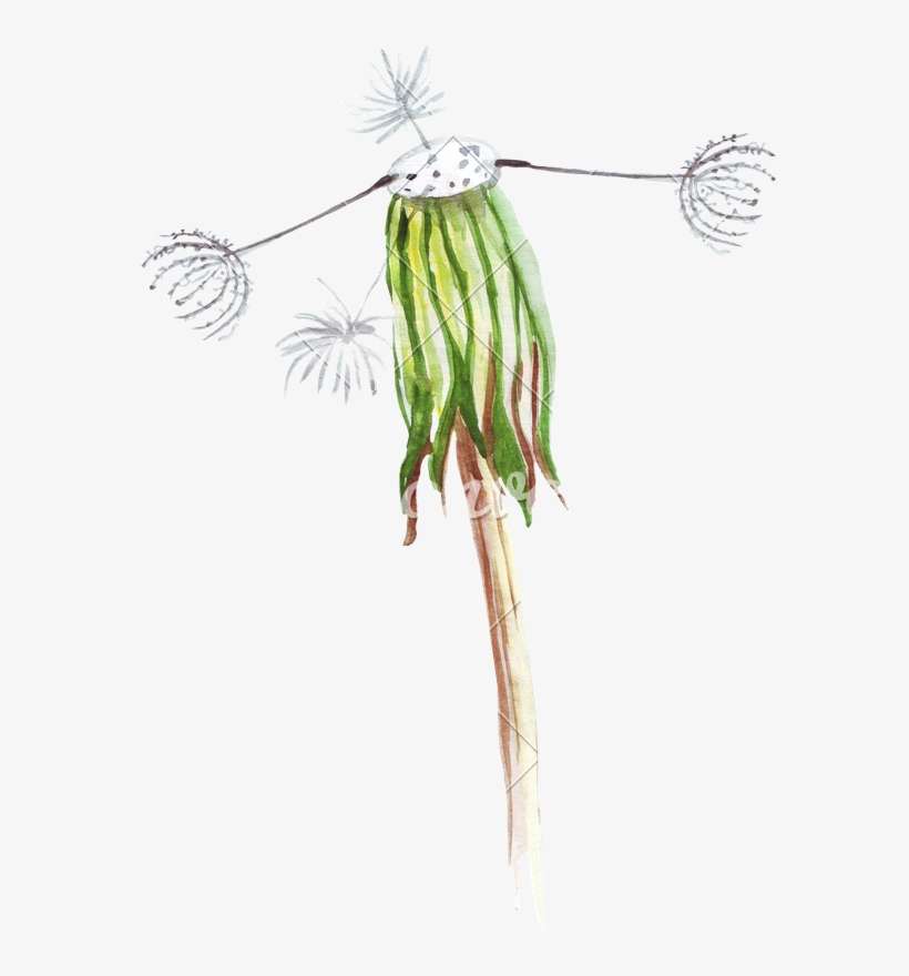 Hand Drawing Of Watercolor Pencil Wilted Dandelion - Drawing, transparent png download