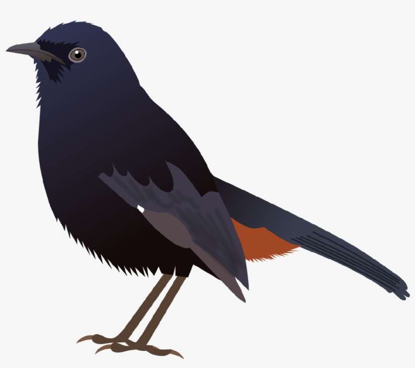 Indian Robin Indian Koel Bird Drawing PNG Image Transparent PNG