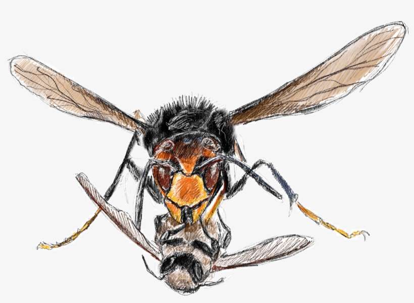 You're A European Honeybee And Neither You Nor Your - Honeybee, transparent png download
