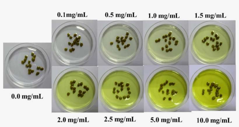S10 Growth Of Green Beans After 0 H At Different Concentration - Concentration, transparent png download