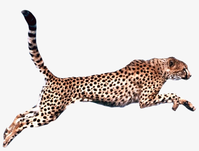 Graphic Royalty Free Download Felidae Clip Art Transprent - Cheetah Png, transparent png download