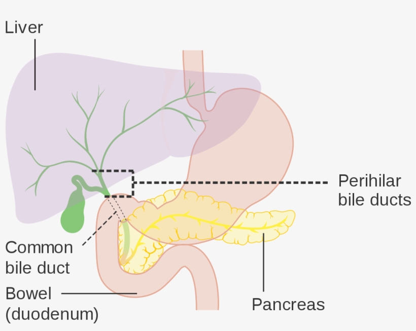 Cbd Full Form In Medical, transparent png download