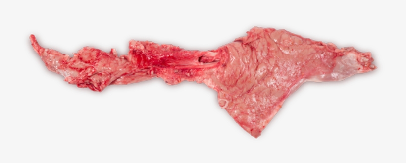 Veal Pancreas - Panties, transparent png download