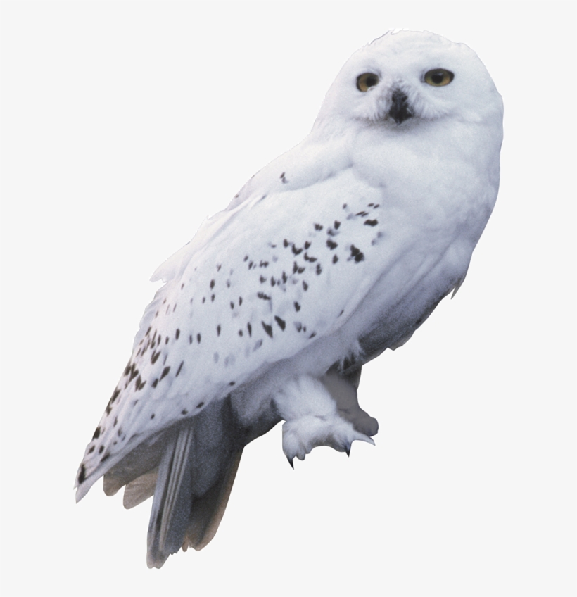 I Know That “early Bird Gets The Worm”, But I Think - Harry Potter Owl Png, transparent png download