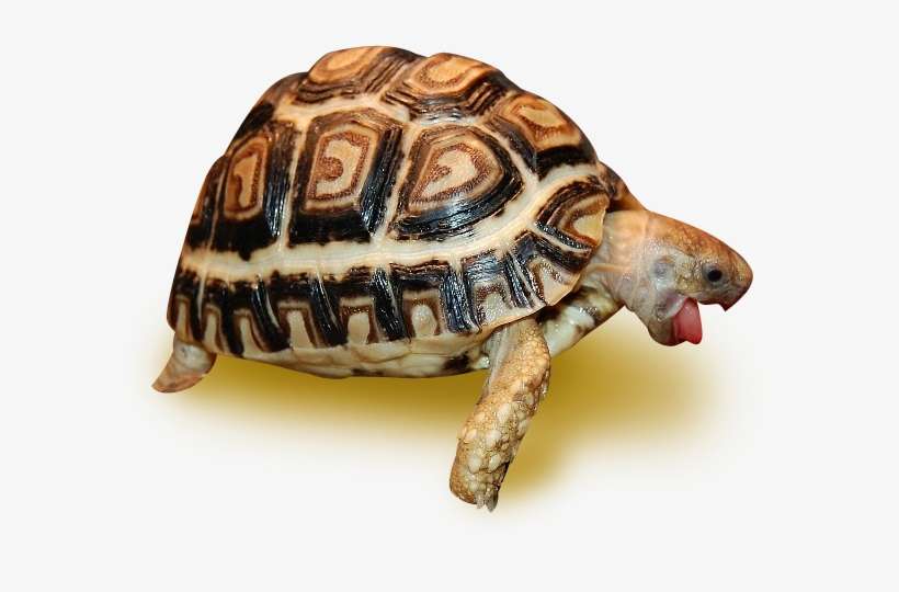 ivory leopard tortoise