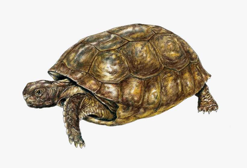 Gopher Tortoise - Galápagos Tortoise, transparent png download