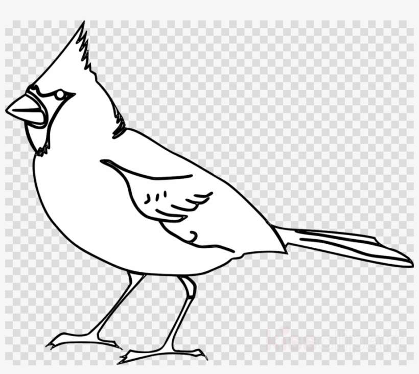 Cardinal Outline Clipart St - Black And White Cardinal Clip Art, transparent png download
