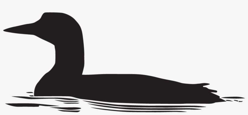 Common Loon - Duck, transparent png download