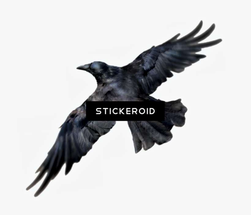 Common Raven Birds - Portable Network Graphics, transparent png download