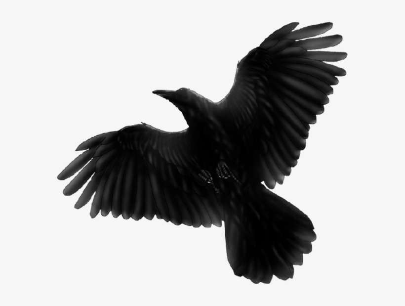 Rheyd - Black Bird Flying Png, transparent png download