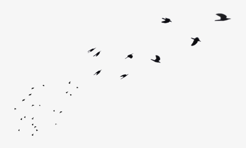 Flying In Png - Flock, transparent png download